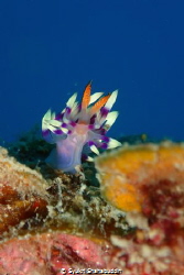 The photo Flabellina Exoptata was captured in Terumbu 3 d... by Syukri Shahabuddin 